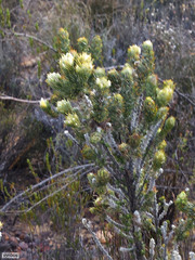 Aspalathus shawii shawii