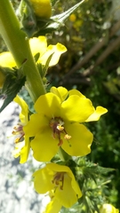 Verbascum virgatum