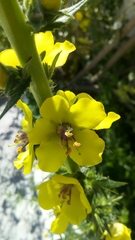 Verbascum virgatum