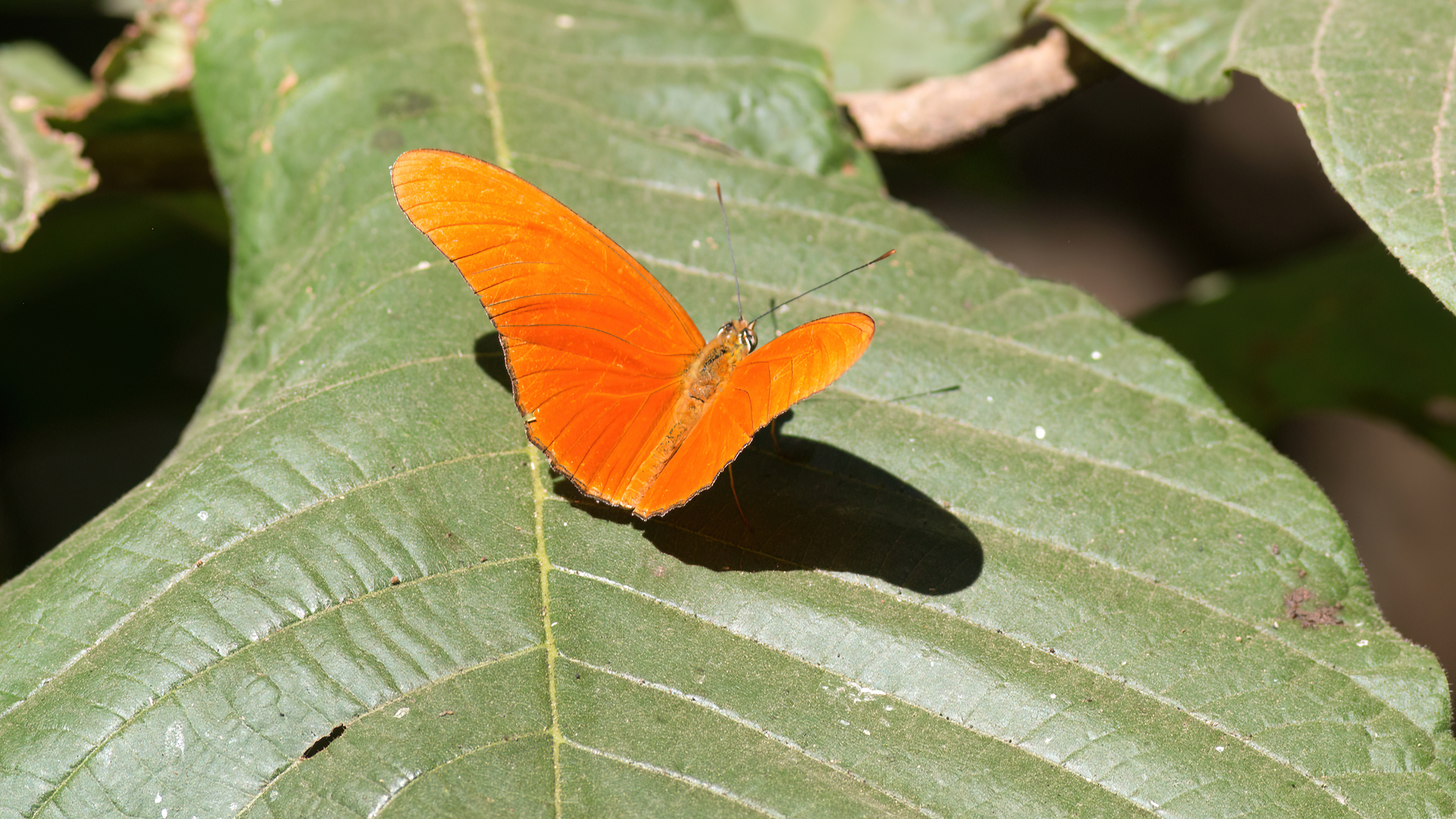 Dryas iulia image