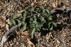 Rhus integrifolia × ovata