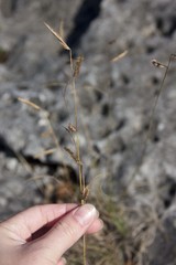 Bouteloua pectinata
