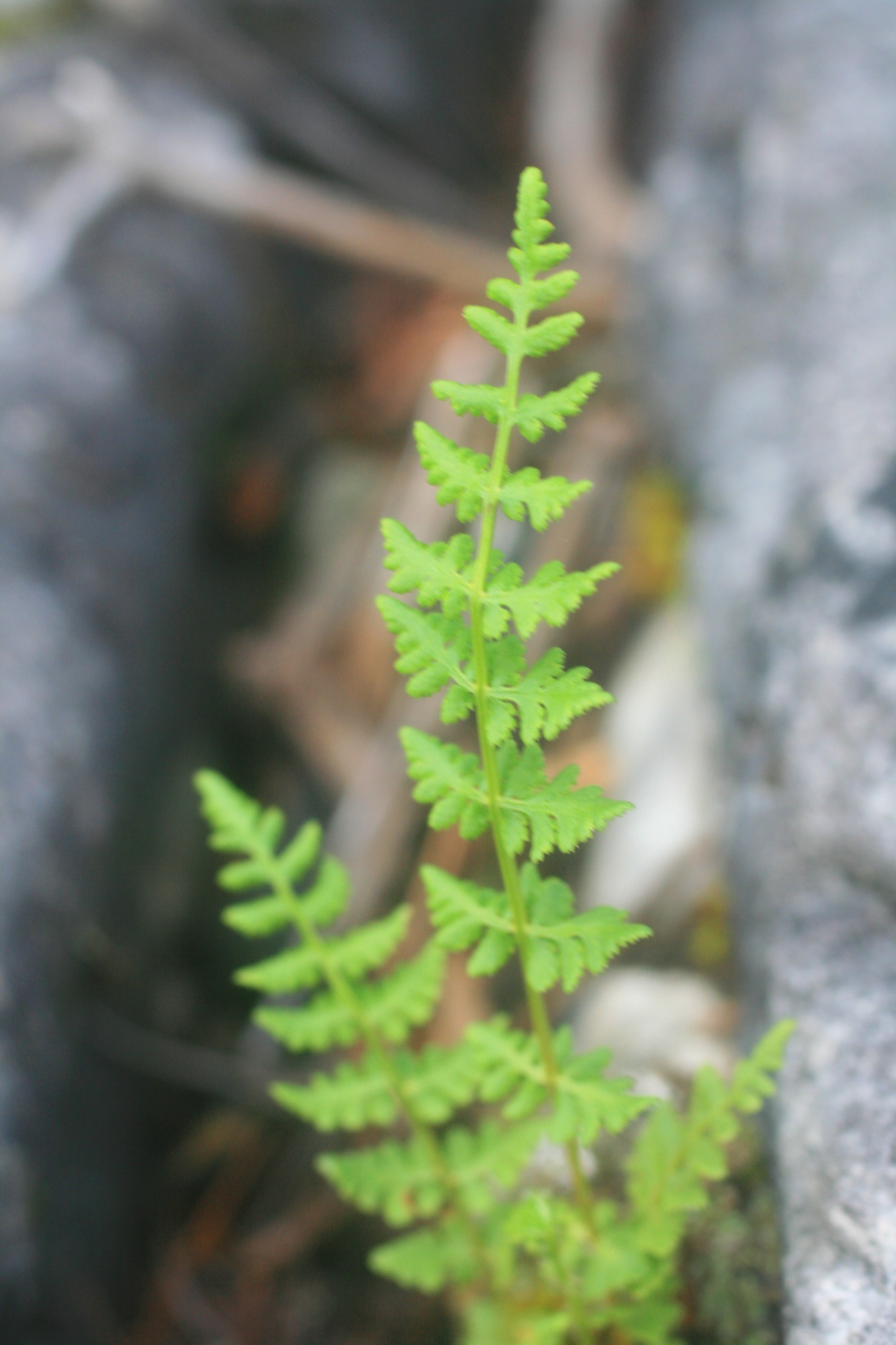 Woodsia oregana ssp. cathcartiana