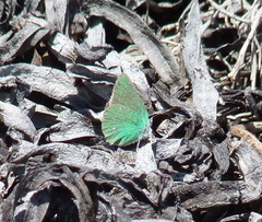 Callophrys viridis