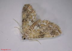 Elophila faulalis