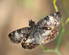 Chiomara georgina pelagica