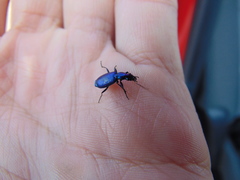 Philophuga caerulea