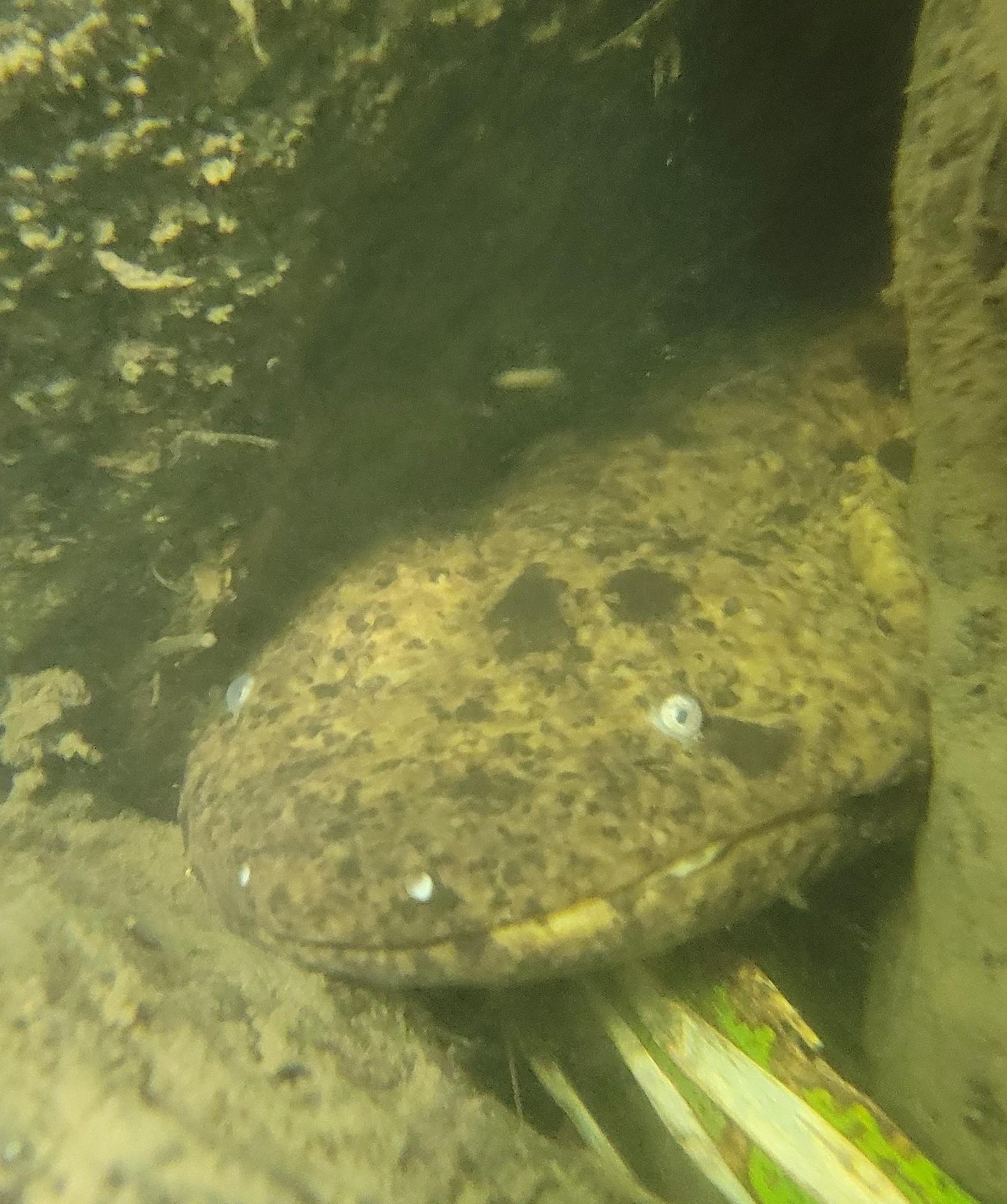 Andrias japonicus (Temminck, 1836)