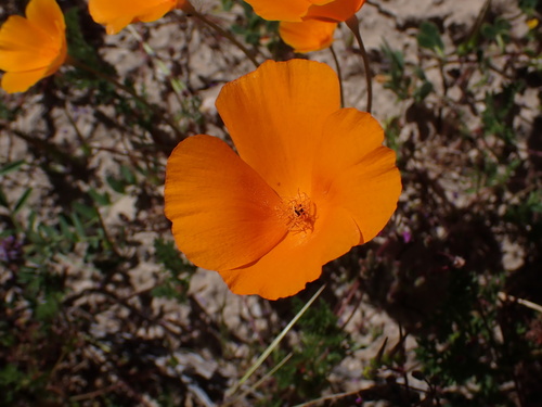 Image of Lemmon's Poppy (Eschscholzia lemmonii) by no rights reserved