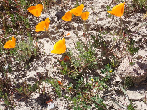 Image of Lemmon's Poppy (Eschscholzia lemmonii) by no rights reserved