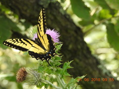 Papilio alexiares