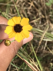 Helianthus debilis