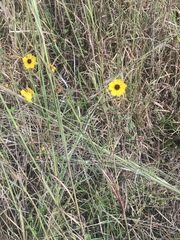 Helianthus debilis