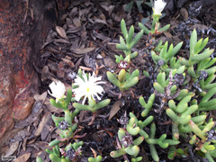 Esterhuysenia mucronata