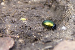 Chrysolina auripennis