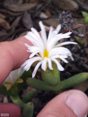 Esterhuysenia mucronata