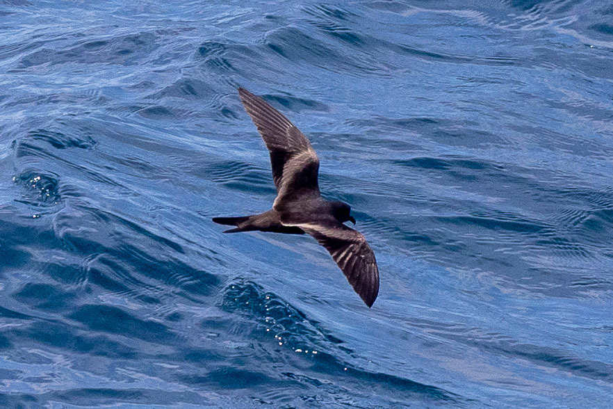 Paíño Ahumado, Hydrobates markhami