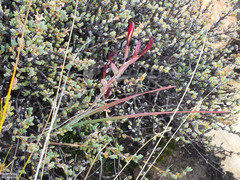 Hesperantha lithicola