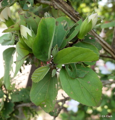 Hibiscus waimeae