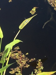 Erythemis simplicicollis