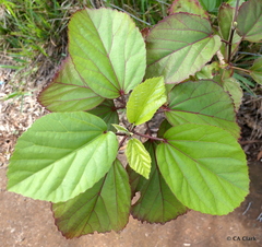 Hibiscus waimeae