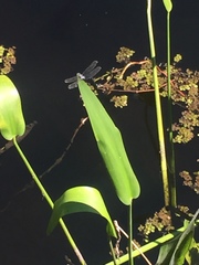 Erythemis simplicicollis