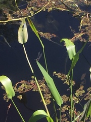 Erythemis simplicicollis
