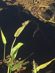 Erythemis simplicicollis