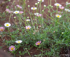 Erigeron karvinskianus, recorded flowering