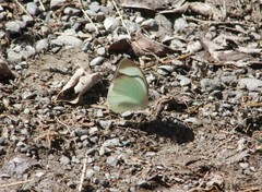 Itaballia demophile centralis