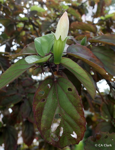 Hibiscus waimeae