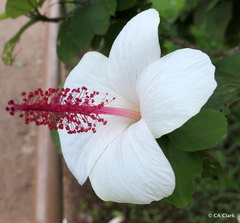 Hibiscus waimeae