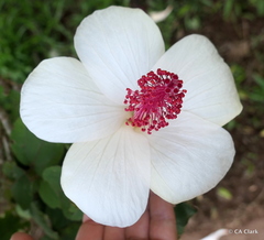 Hibiscus waimeae