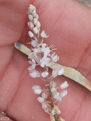 Bulbinella cauda-felis