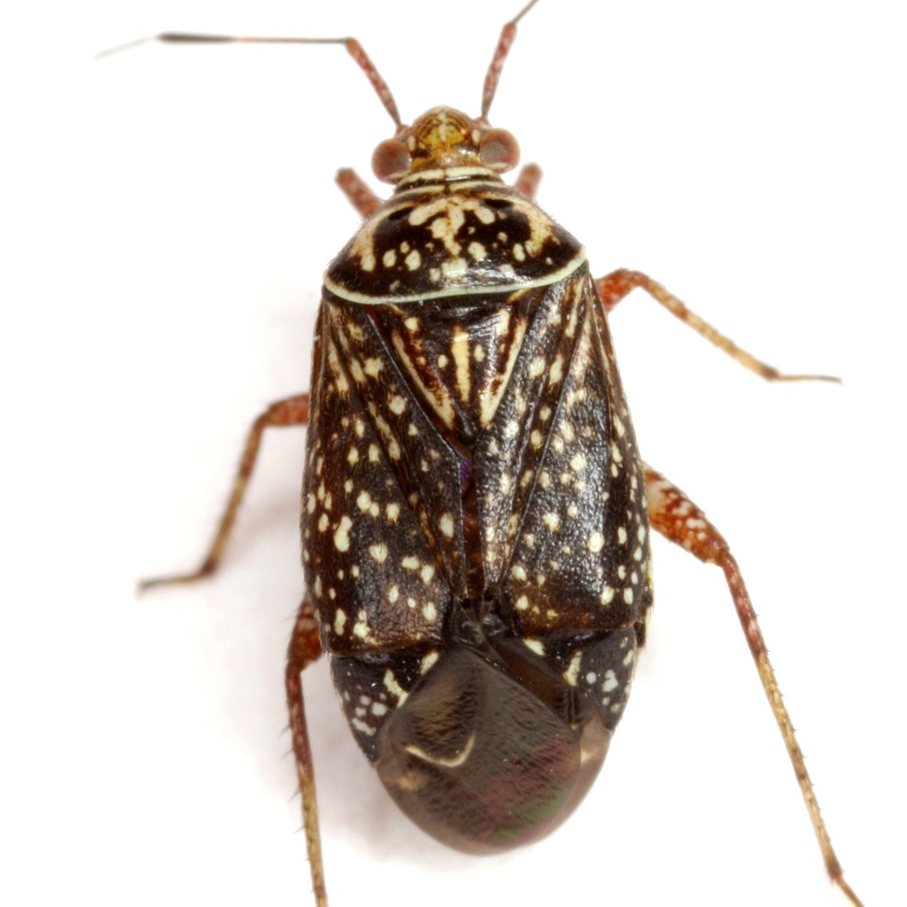 Taedia maculosa