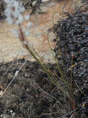 Bulbinella cauda-felis