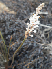 Bulbinella cauda-felis