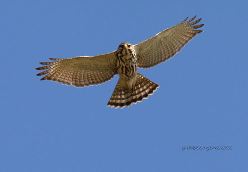 Gray Hawk