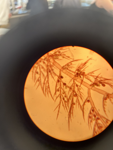 Scagelia pylaisaei observed 2023-03-25
