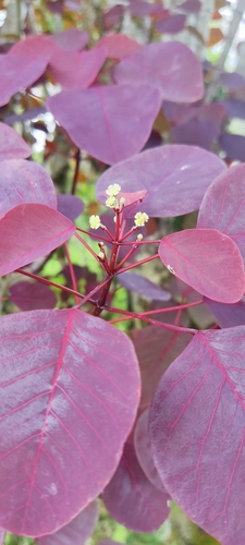 Mexican shrubby spurge