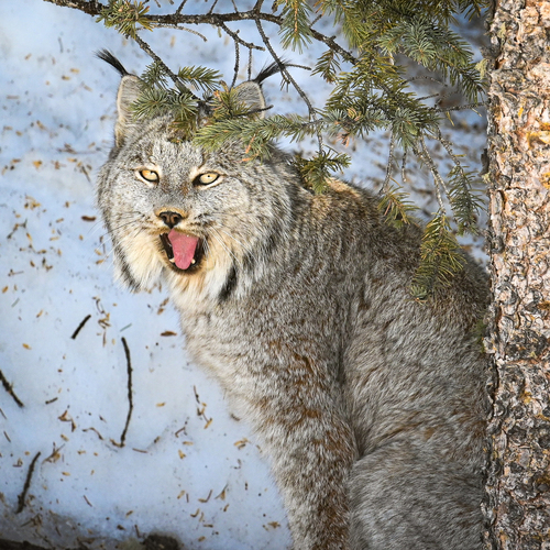 Lynx canadensis Kerr