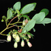 Vaccinium pallidum - Photo (c) Douglas Goldman,  זכויות יוצרים חלקיות (CC BY-SA), הועלה על ידי Douglas Goldman