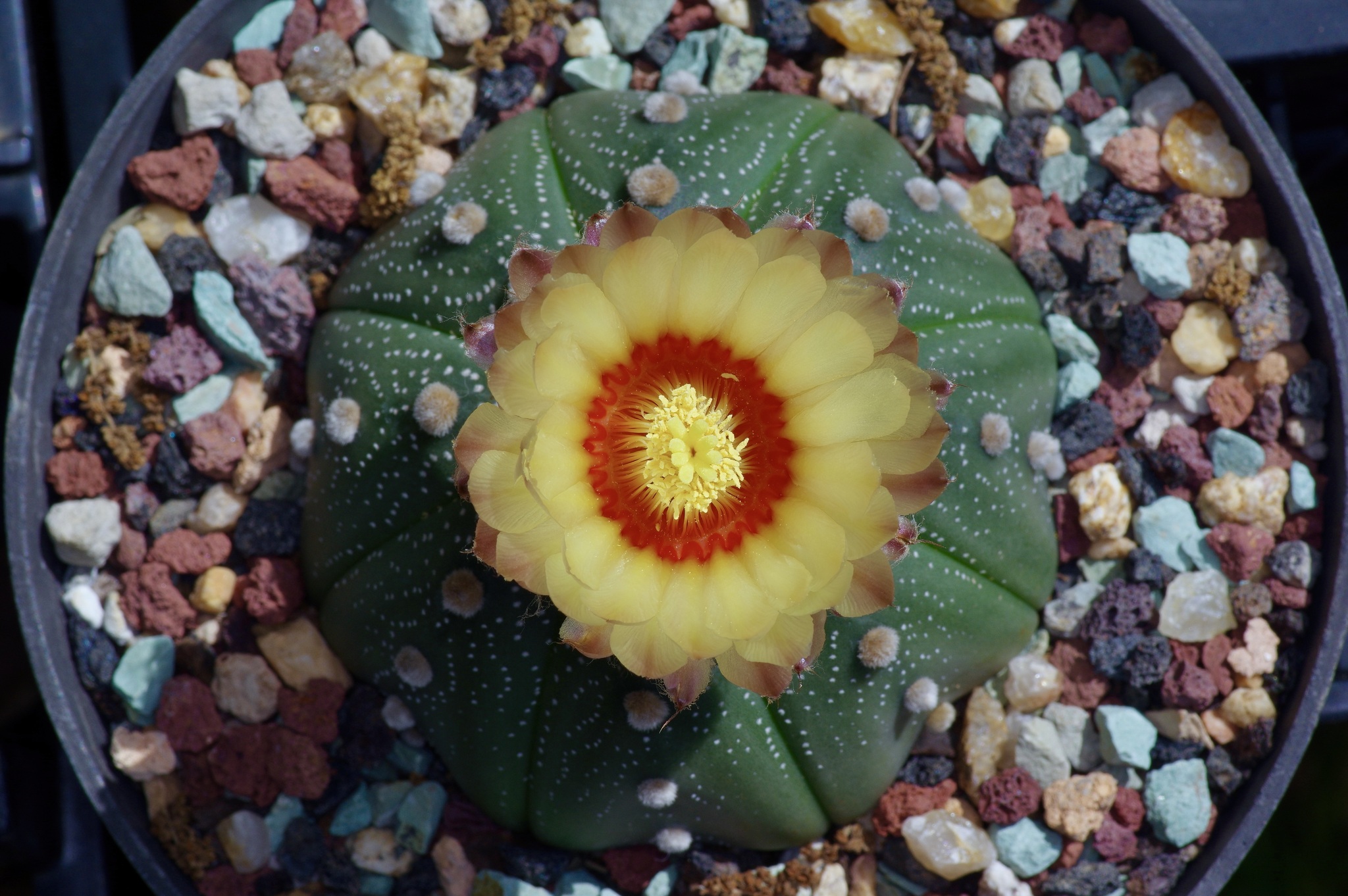 sand dollar cactus, sea urchin cactus, seeigelkaktus, star cactus