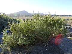 Ambrosia acanthicarpa