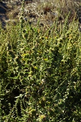 Ambrosia acanthicarpa