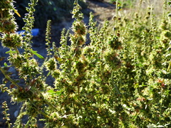 Ambrosia acanthicarpa