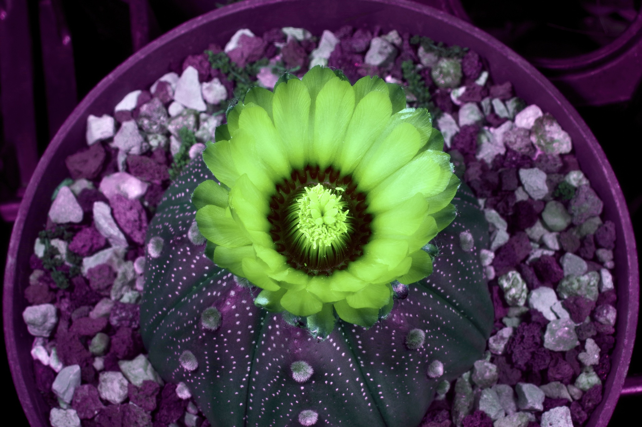 sand dollar cactus, sea urchin cactus, seeigelkaktus, star cactus