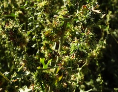 Ambrosia acanthicarpa