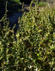 Ambrosia acanthicarpa