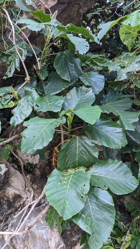 Image of Poikilospermum Acuminatum (Poikilospermum acuminatum) by (c) Cheng-Te Hsu, some rights reserved (CC BY)